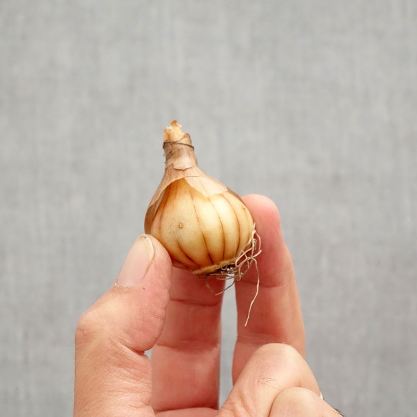 Example of Narcisse WP Milner Bulbe calibre 10+ as you get in automne