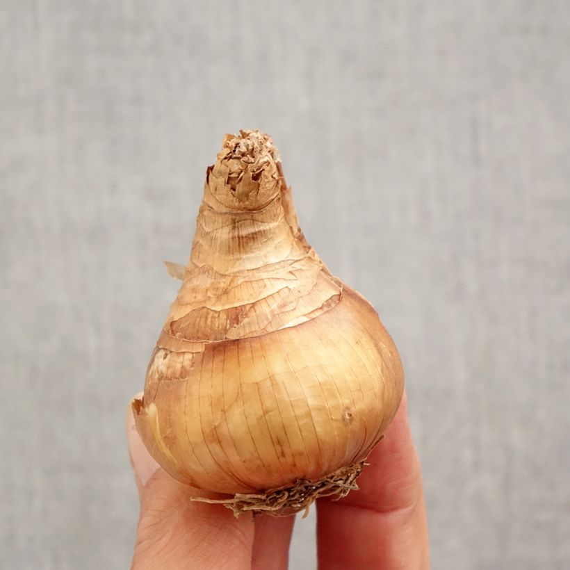 Example of Narcisse Yellow Cheerfulness Bulbe calibre 12+ as you get in automne