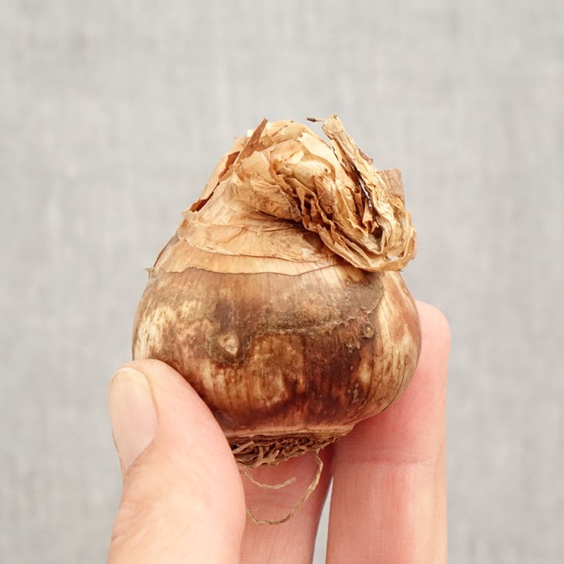 Example of Narcisses Sélection Schryve Bulbe calibre 12+ as you get in automne