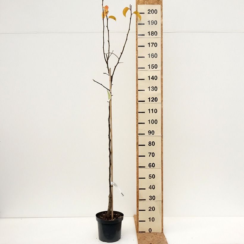 Spécimen de Nashi (Nashi peer) - Pomme-poire Pot de 7,5L/10L, Demi-Tige tel que livré en automne