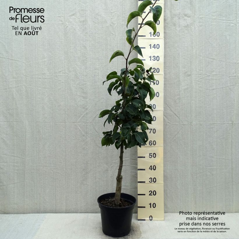 Spécimen de Nashi Nijisseiki - Pomme-poire Pot de 7,5L/10L, Gobelet, Gobelet 2 ans tel que livré en été