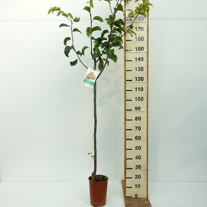 Spécimen de Nashi Shinseiki - Pyrus pyrifolia Pot de 7,5L/10L, Demi-Tige tel que livré en été