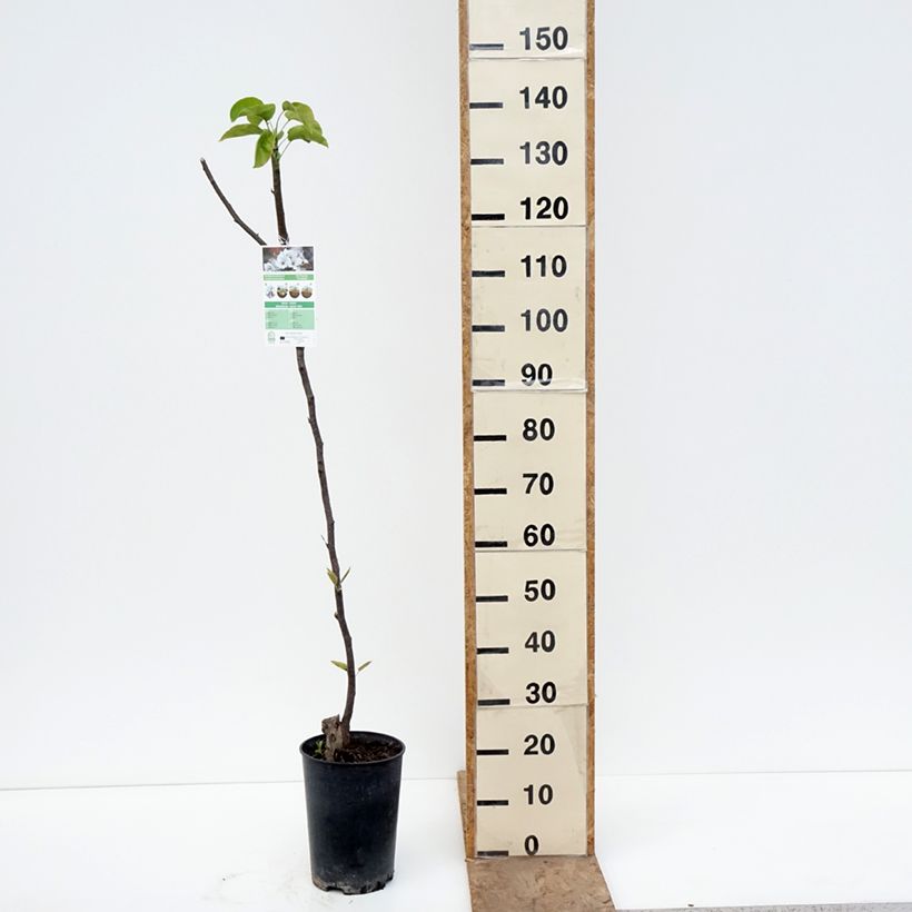Spécimen de Nashi Shinseiki - Pyrus pyrifolia Pot de 7,5L/10L, Demi-Tige tel que livré au printemps