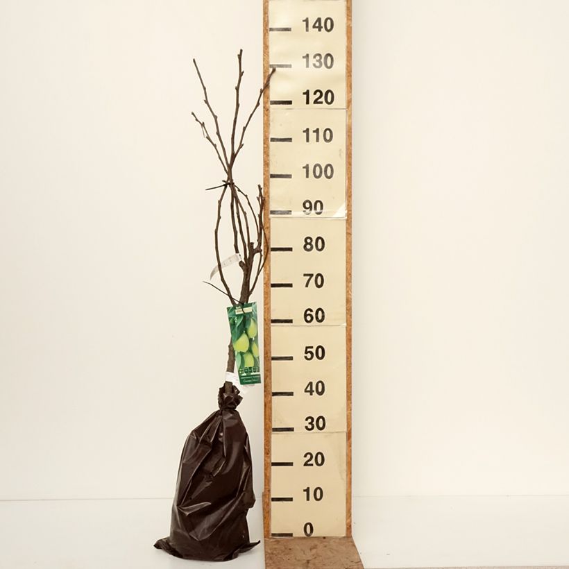 Spécimen de Nashi Shinsui - Georges Delbard Motte "Prêt-à-planter", Gobelet tel que livré en hiver