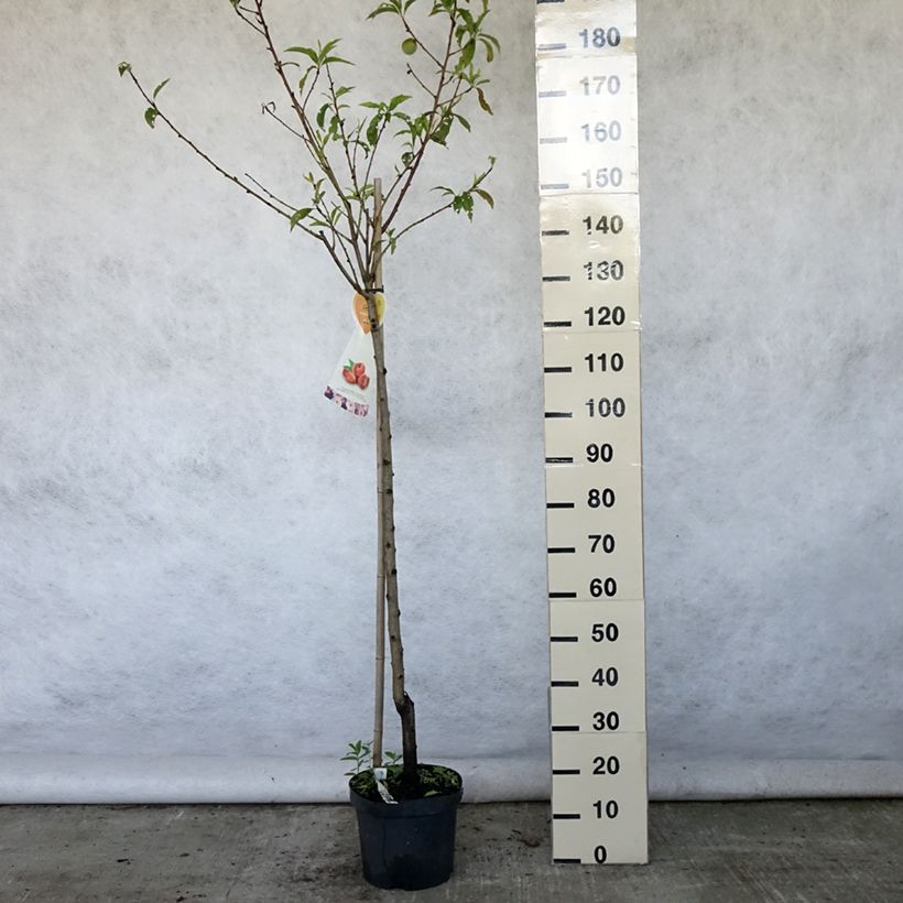 Spécimen de Nectarinier à fruits plats Flateryna - Prunus persica nucipersica Pot de 7,5L/10L, Demi-Tige tel que livré en été