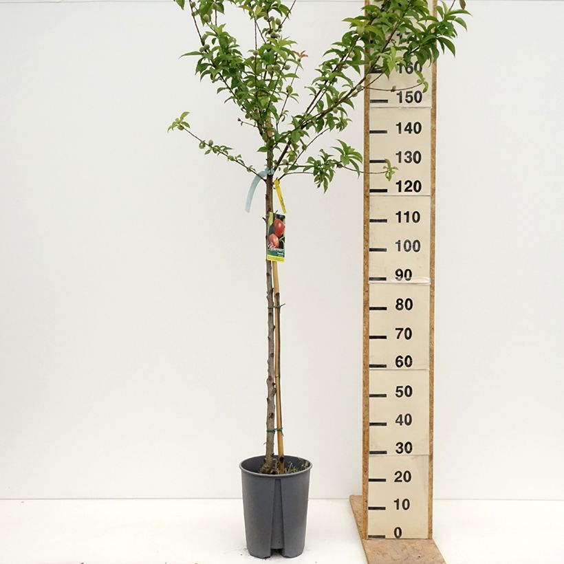 Example of Nectarinier Fantasia Pot de 7,5L/10L, Demi-Tige as you get in printemps