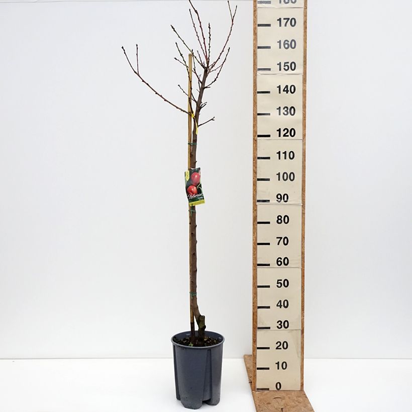 Spécimen de Nectarinier Fantasia Pot de 7,5L/10L, Demi-Tige tel que livré en automne