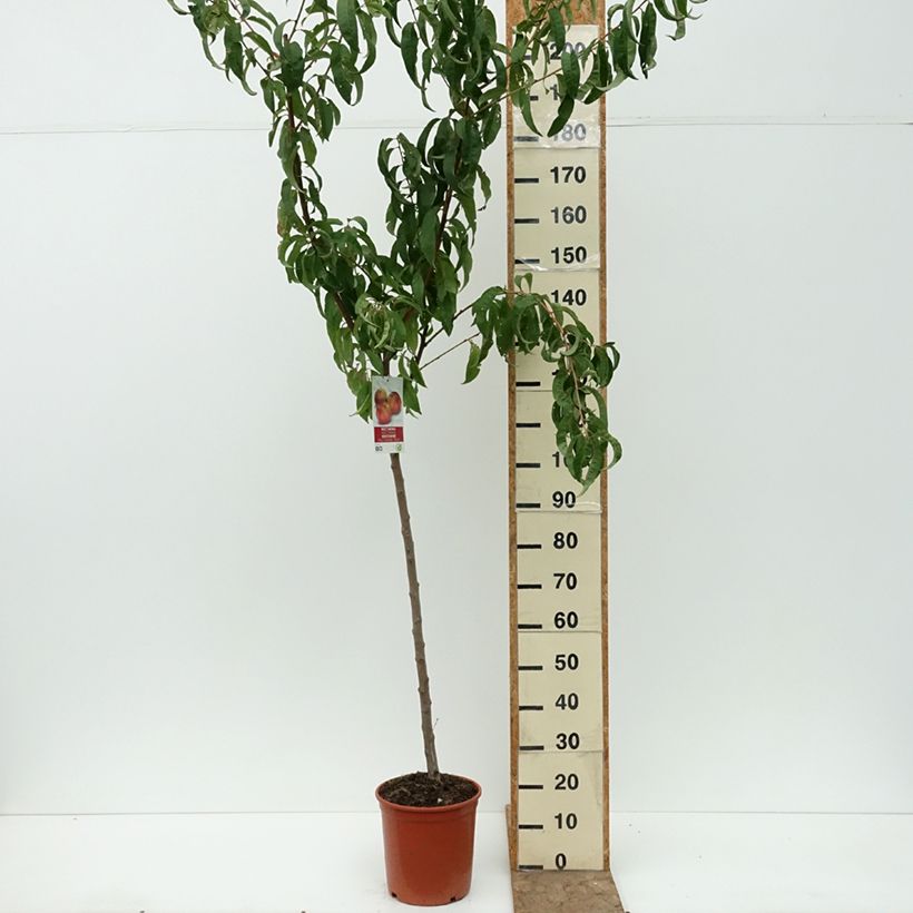 Spécimen de Nectarinier Fantasia Pot de 7,5L/10L, Demi-Tige tel que livré en été