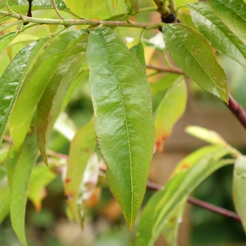 Nectarinier Flavor Top - Prunus persica nucipersica  (Foliage)