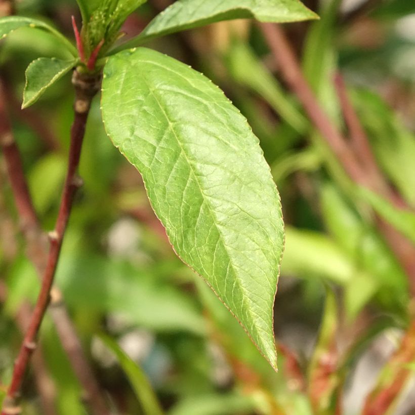 Nectarinier Morton (Foliage)
