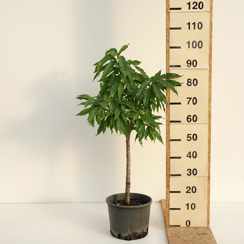 Spécimen de Nectarinier nain Nectarella - Georges Delbard Pot de 7,5L/10L, 1/4 de tige, Tronc de 30/40cm tel que livré en été