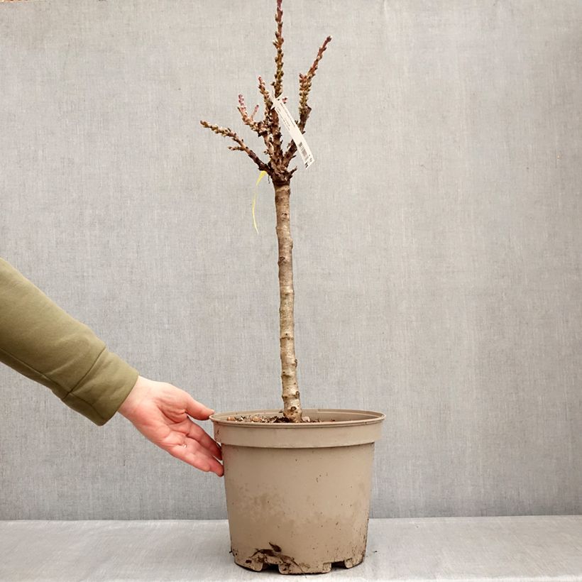 Example of Nectarinier nain Nectarella - Georges Delbard Pot de 7,5L/10L, 1/4 de tige, Tronc de 30/40cm as you get in hiver