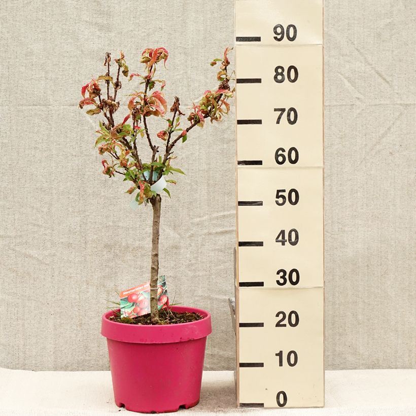 Spécimen de Nectarinier nain Rubis Necta Zee Pot de 7,5L/10L, 1/4 de tige, Tige de 40 cm tel que livré au printemps