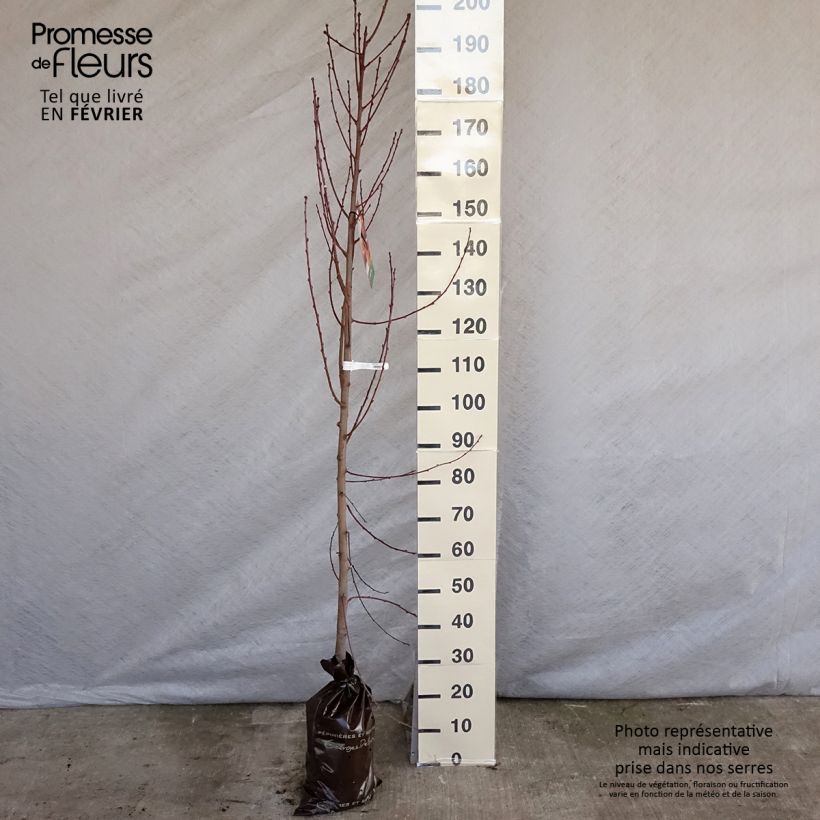 Spécimen de Nectarinier Nectared - Prunus persica nucipersica Motte "Prêt-à-planter", Scion tel que livré en hiver