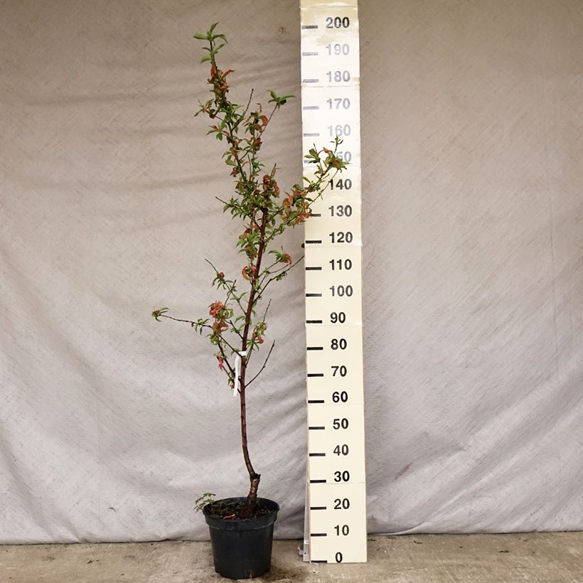 Spécimen de Nectarinier - Prunus persica nucipersica Nectarose Pot de 7,5L/10L, Gobelet tel que livré au printemps
