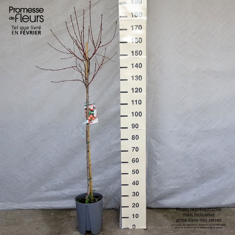 Spécimen de Nectarinier - Prunus persica nucipersica Plat Pot de 7,5L/10L, Demi-Tige tel que livré en hiver