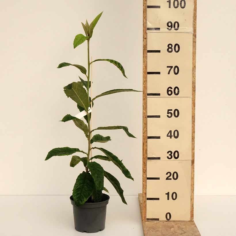 Example of Néflier du Japon - Eriobotrya japonica Pot de 3L/4L as you get in printemps