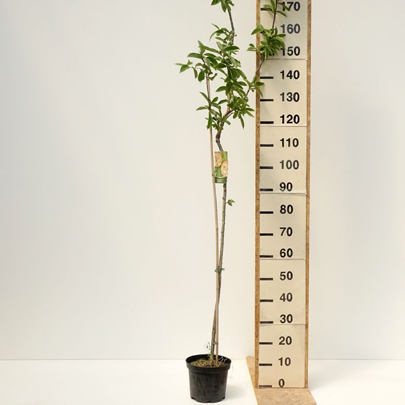Example of Néflier Géant de Breda - Mespilus germanica Bredase Reus Pot de 4L/5L, Tige, Tige de 100 cm as you get in printemps