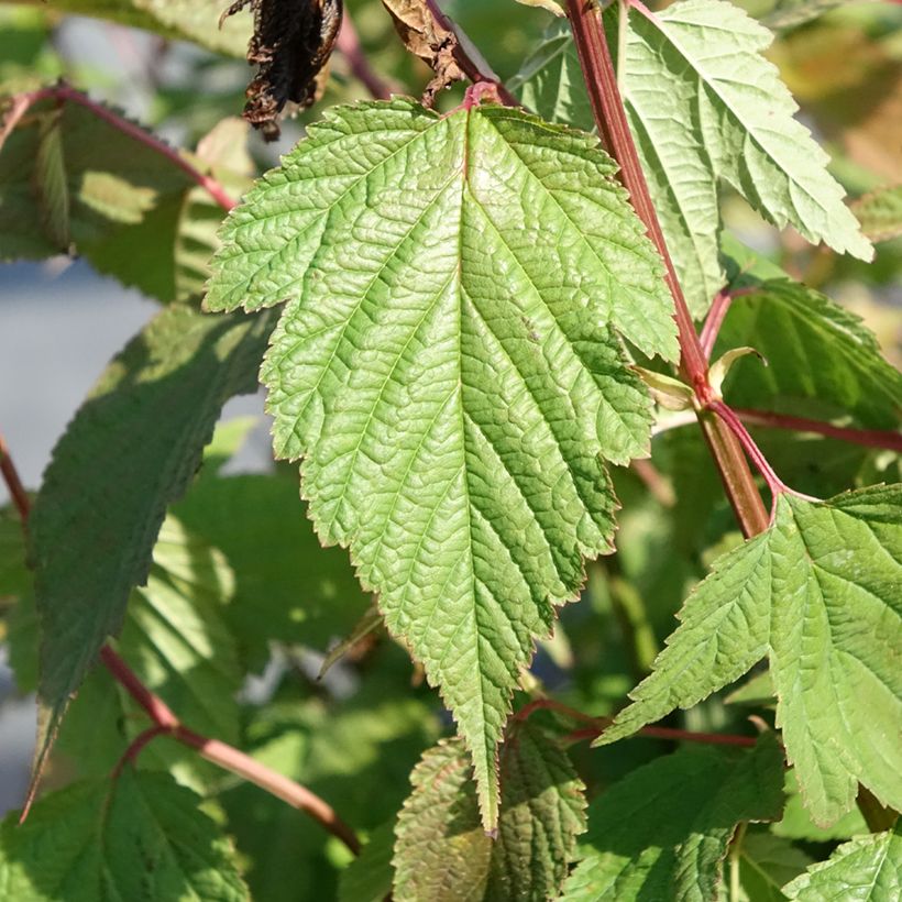 Neillia thibetica - Fausse-spirée du Tibet (Foliage)