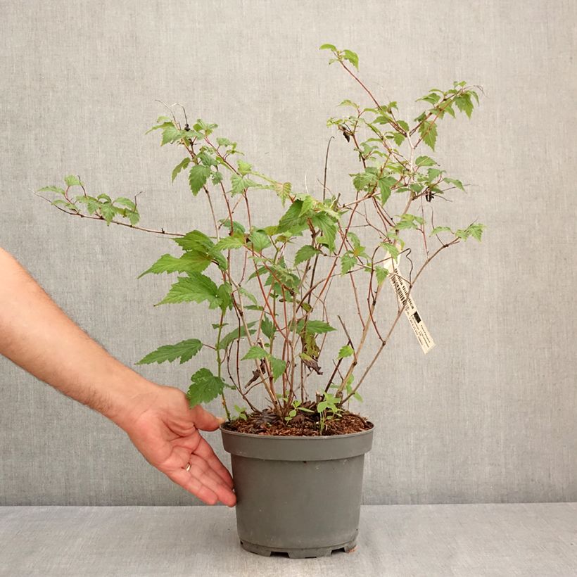 Spécimen de Neillia thibetica - Fausse-spirée du Tibet Pot de 3L/4L tel que livré en été