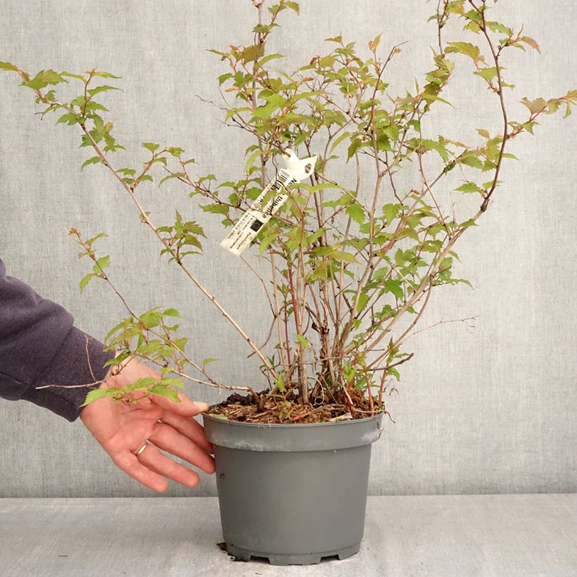 Spécimen de Neillia thibetica - Fausse-spirée du Tibet Pot de 3L/4L tel que livré au printemps