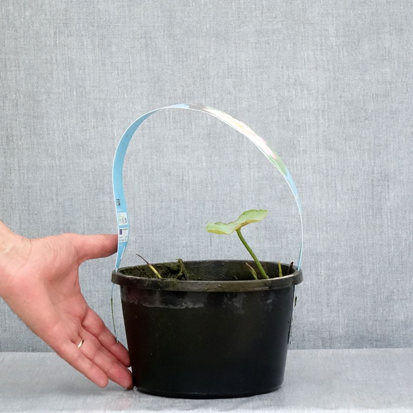 Example of Nelumbo nucifera rose - Lotus des Indes rose - pot de 3L/4L as you get in printemps