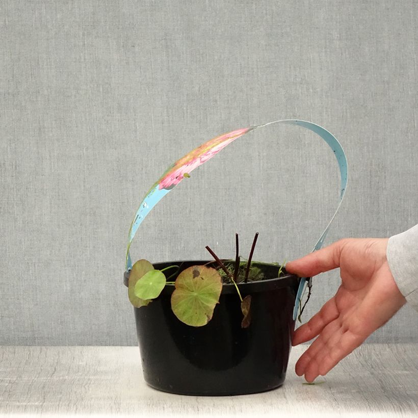 Spécimen de Nelumbo nucifera rouge - Lotus des Indes Pot de 3L/4L tel que livré en été