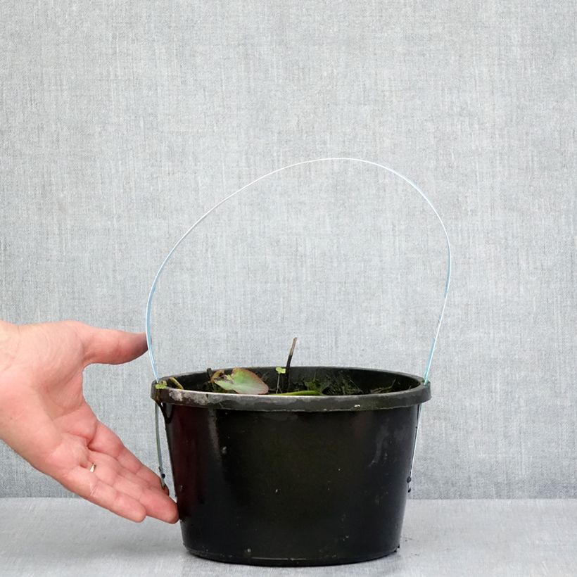 Example of Nelumbo nucifera rouge - Lotus des Indes Pot de 3L/4L as you get in printemps