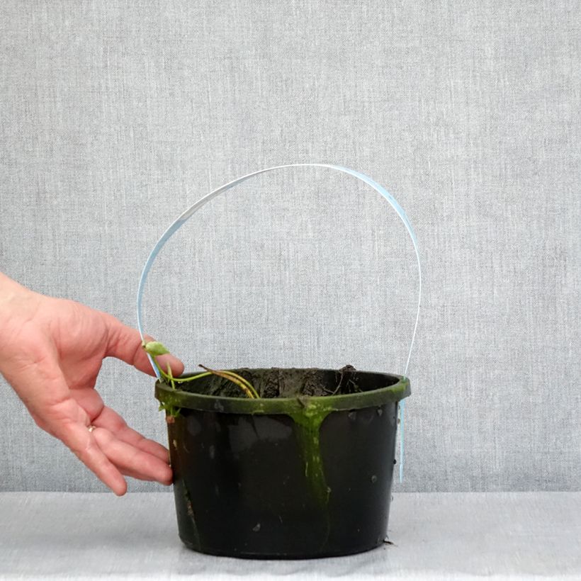 Spécimen de Nelumbo Pygmaea Pink - Lotus nain double rose clair Pot de 3L/4L tel que livré au printemps