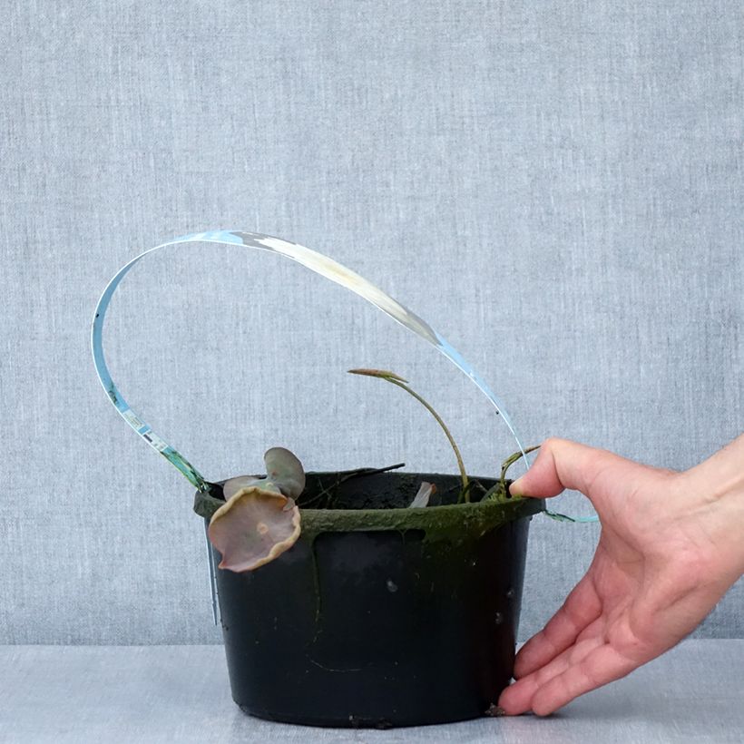 Spécimen de Nelumbo Pygmaea White - Lotus nain blanc Pot de 3L/4L tel que livré au printemps