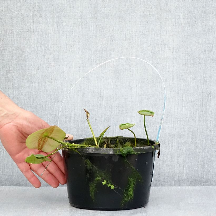 Spécimen de Nelumbo Pygmaea Yellow - Lotus nain jaune Pot de 3L/4L tel que livré au printemps