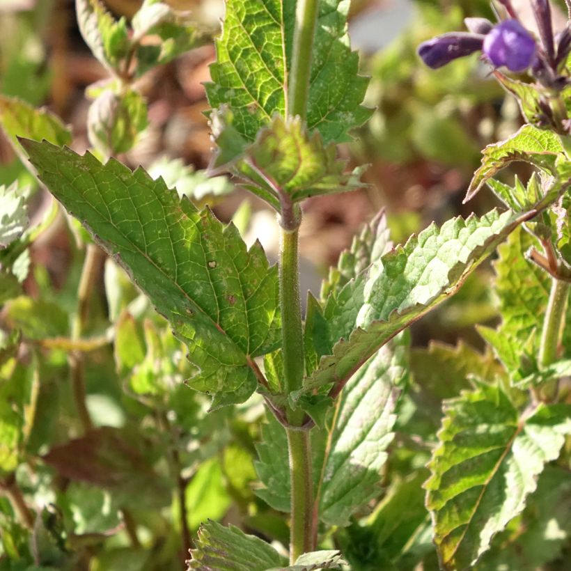 Nepeta Blue Dragon - Nepeta à fleurs bleu-violet (Foliage)