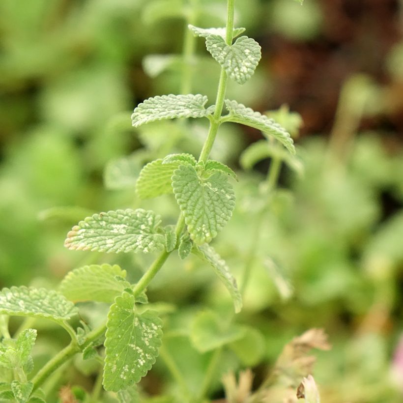 Nepeta faassenii Cat's Pajamas (Foliage)