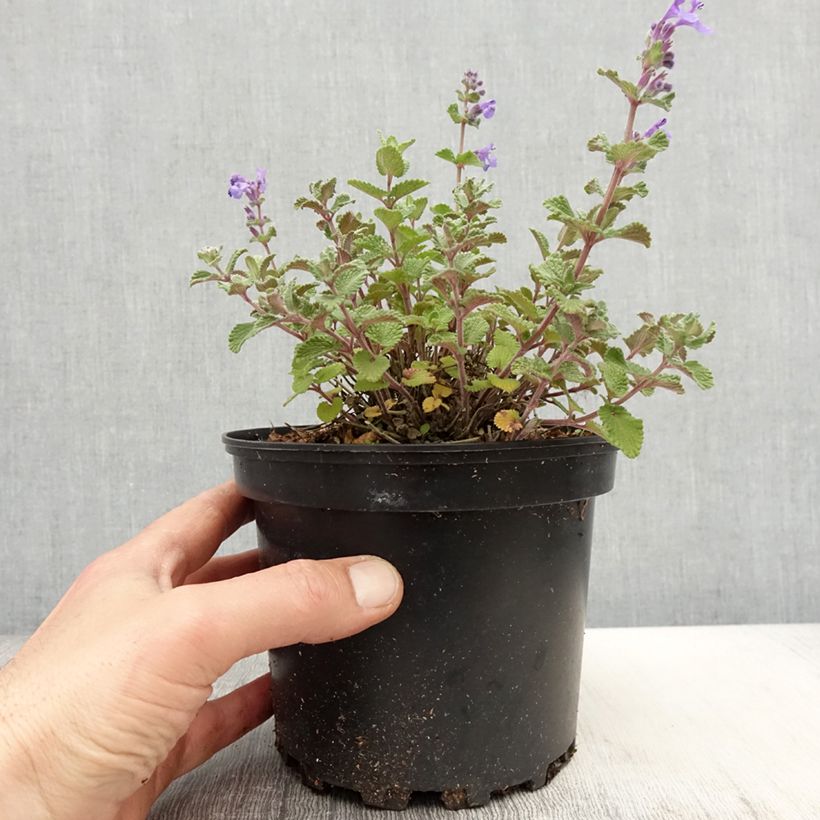 Example of Nepeta faassenii - Népéta hybride Pot de 2L/3L as you get in printemps