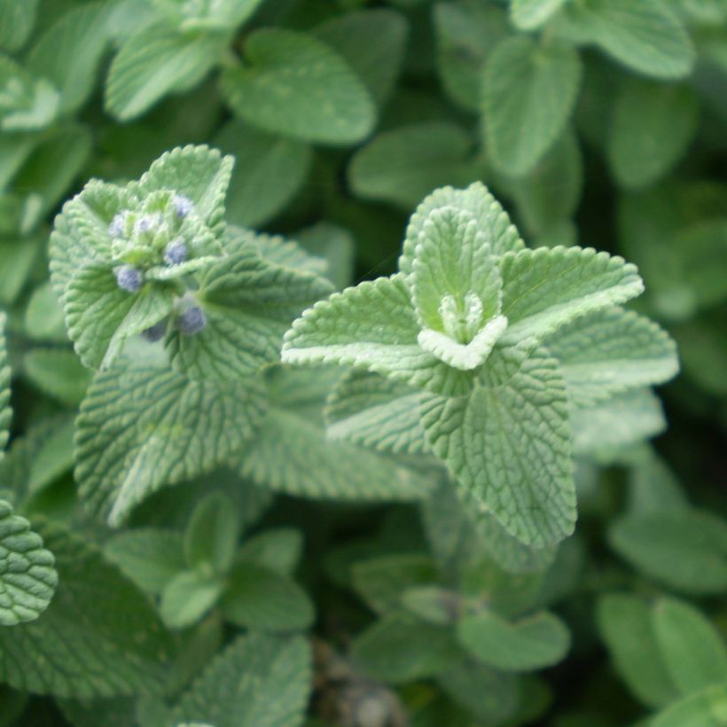 Nepeta faassenii Six Hill s Giant (Foliage)