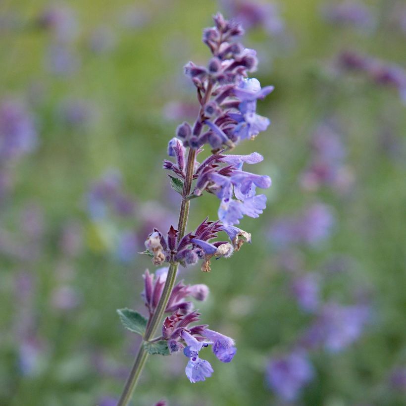 Nepeta faassenii Six Hill s Giant (Flowering)