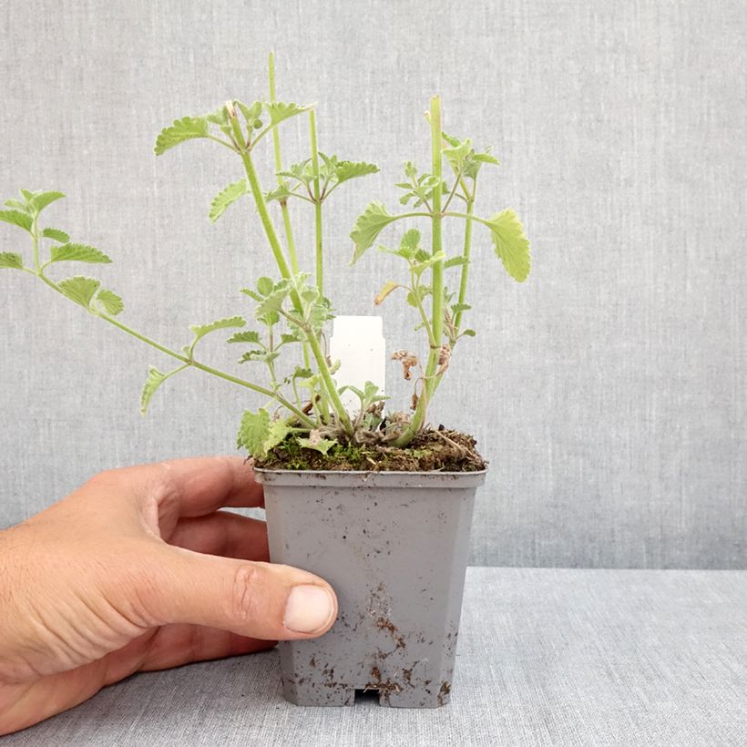 Example of Nepeta faassenii Six Hill s Giant Godet de 8/9 cm as you get in printemps