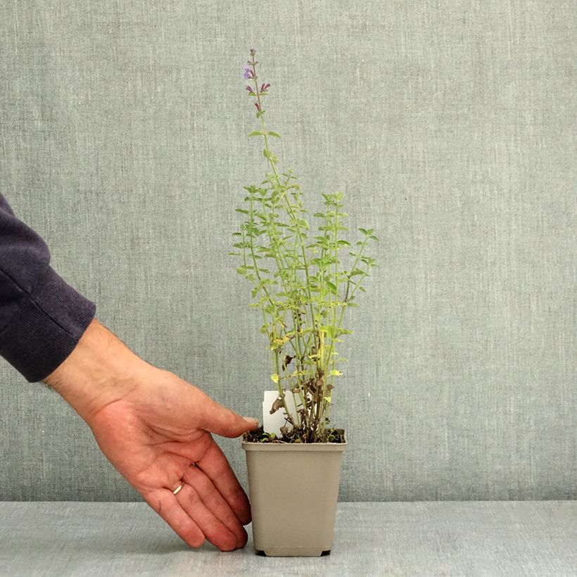 Spécimen de Nepeta faassenii Six Hill s Giant Godet de 8/9 cm tel que livré en été