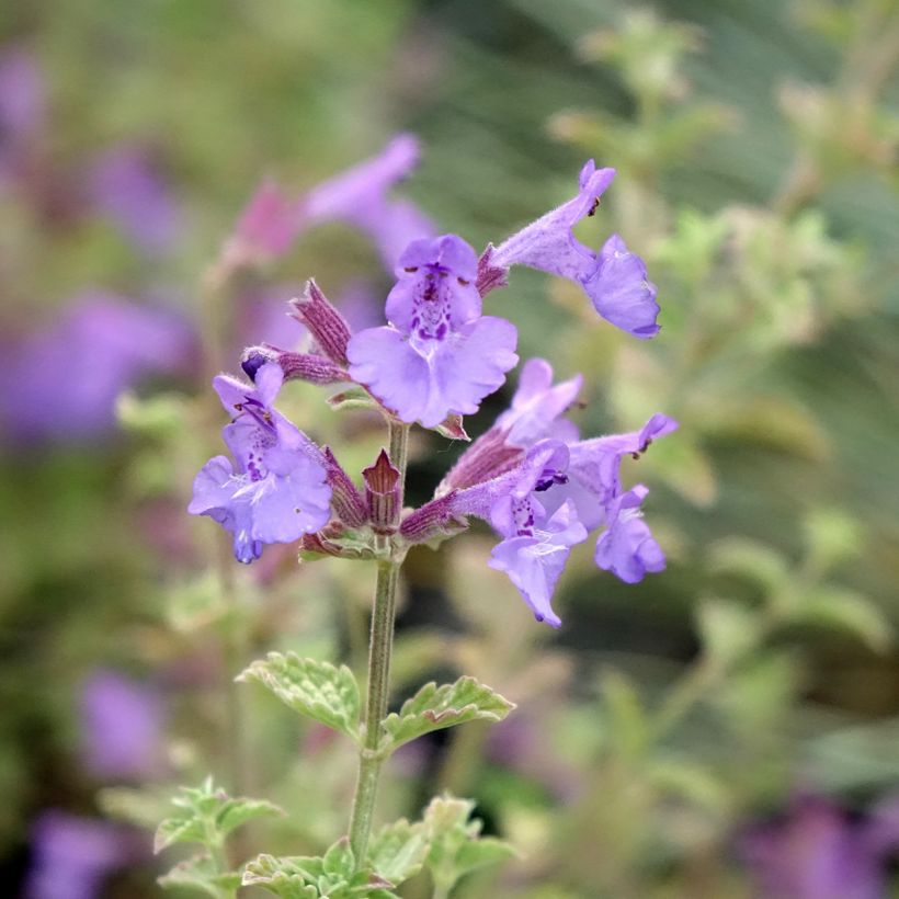 Nepeta Kit Cat - Chataire (Flowering)