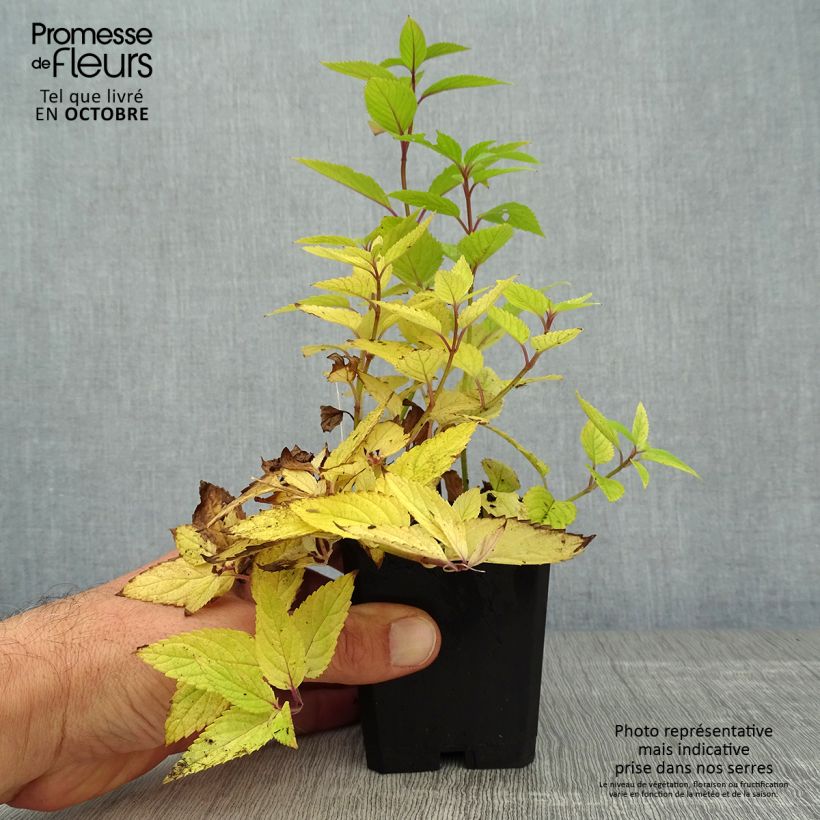 Spécimen de Nepeta manchuriensis Manchu Blue Godet de 8/9 cm tel que livré en automne