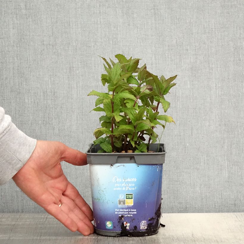 Example of Nepeta nervosa - Chataire nervurée Pot de 2L/3L as you get in printemps