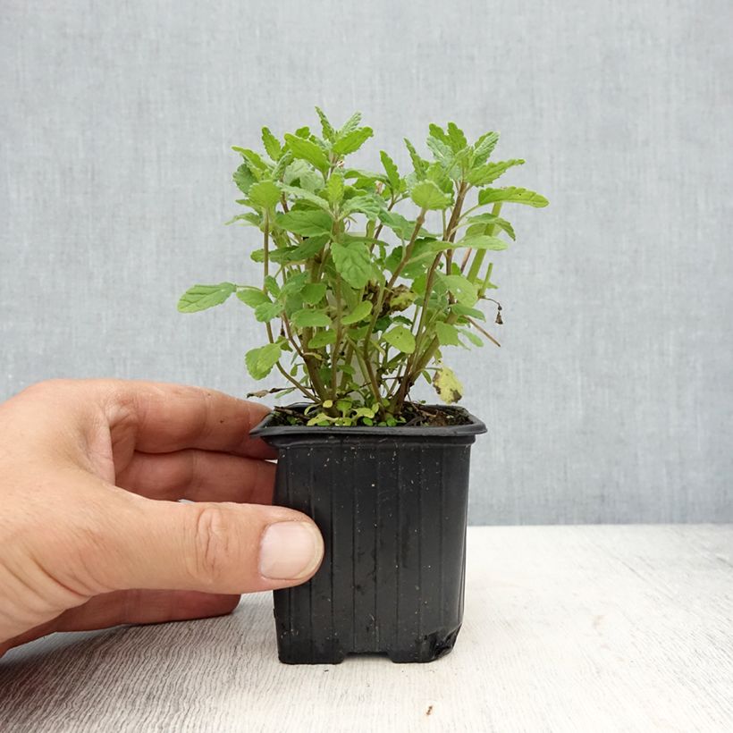 Example of Nepeta parnassica - Chataire grecque Godet de 8/9 cm as you get in printemps