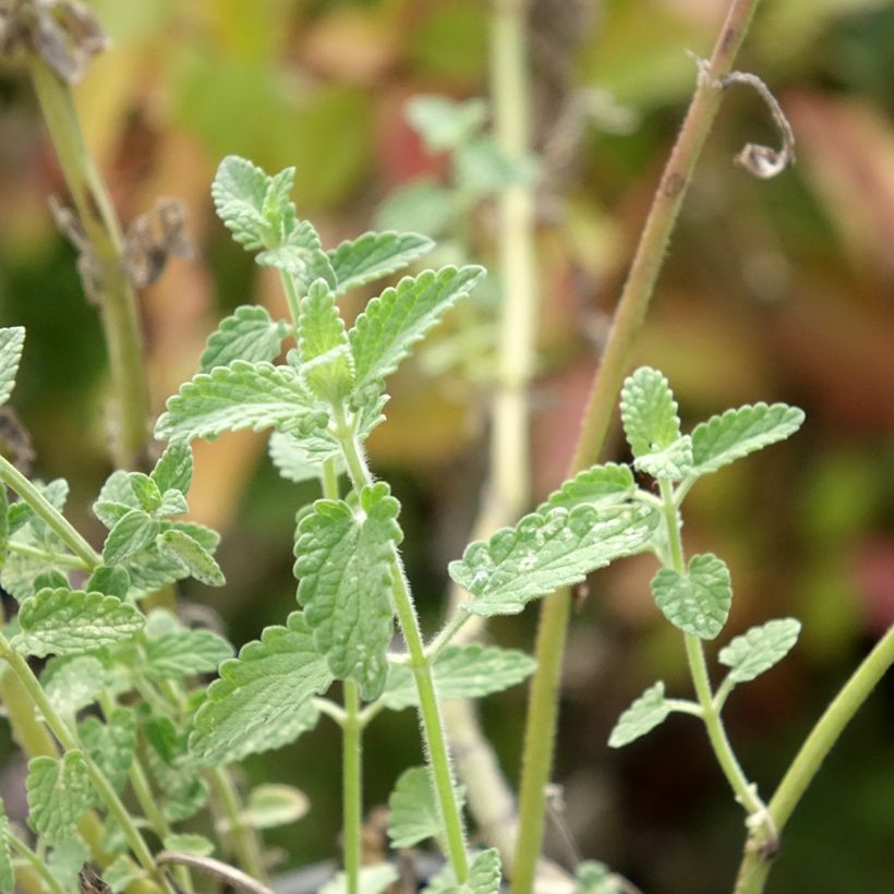 Nepeta racemosa Amelia - Chataire (Feuillage)