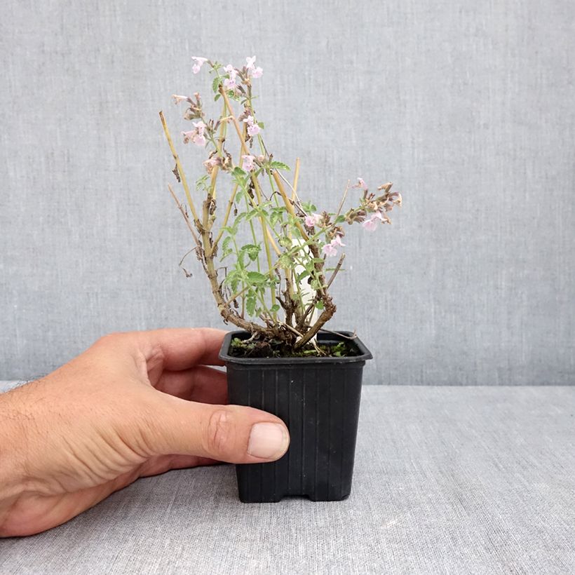 Spécimen de Nepeta racemosa Amelia - Chataire Godet de 8/9 cm tel que livré en été