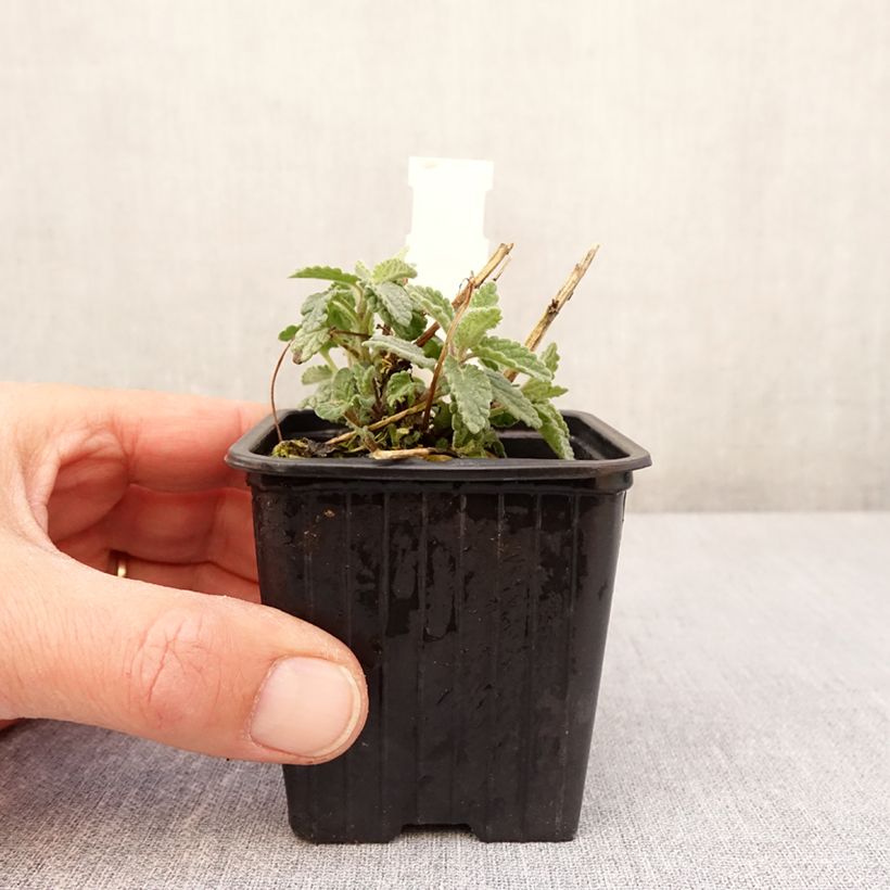 Spécimen de Nepeta racemosa Amelia - Chataire Godet de 8/9 cm tel que livré au printemps