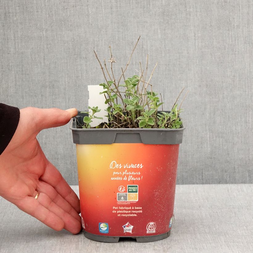 Example of Nepeta racemosa Snowflake - Chataire à fleurs blanches Pot de 2L/3L as you get in printemps
