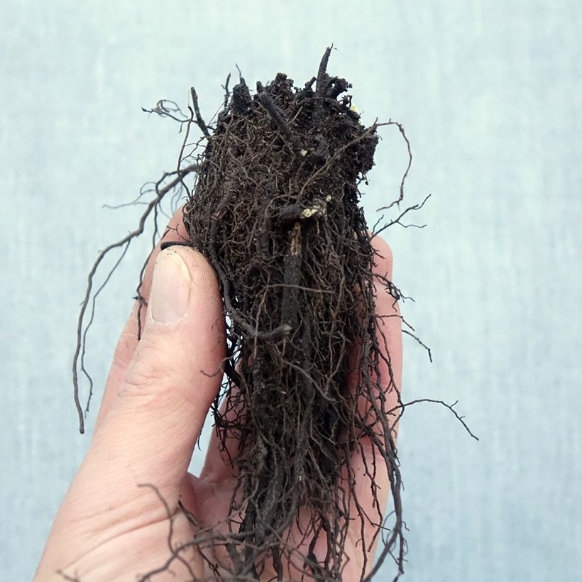 Example of Nepeta racemosa Snowflake - Chataire à fleurs blanches Racines nues, Qualité Extra équivalant à un pot de 2L as you get in hiver