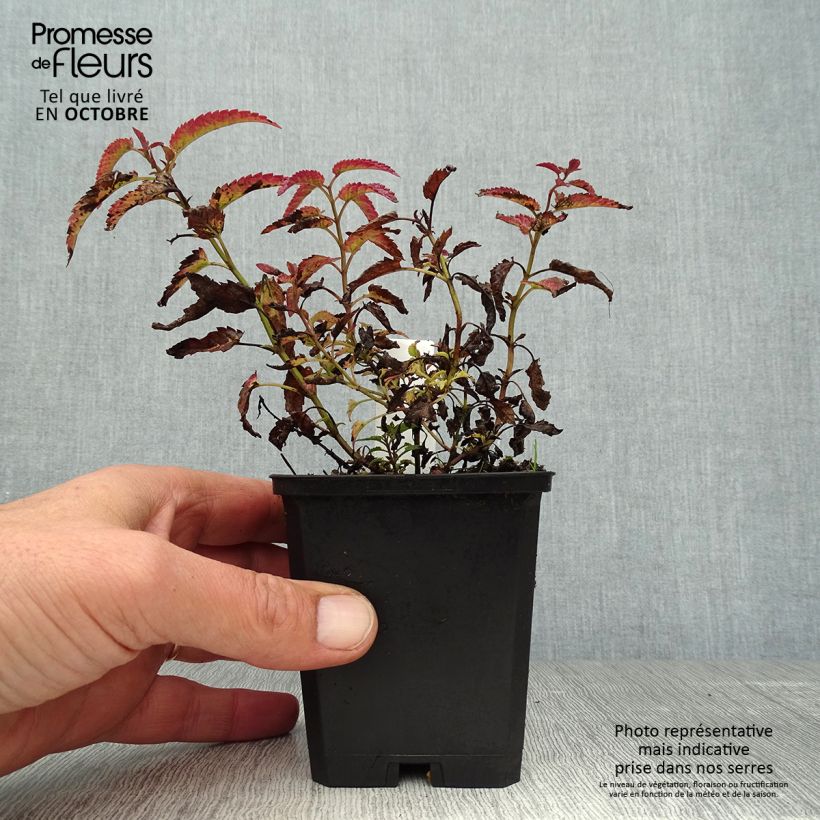 Spécimen de Nepeta sibirica Souvenir d Andre Chaudron Godet de 8/9 cm tel que livré en automne