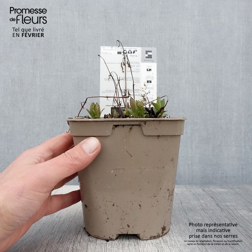 Spécimen de Nepeta subsessilis Blue Panther - Chataire subsessile Pot de 2L/3L tel que livré en hiver