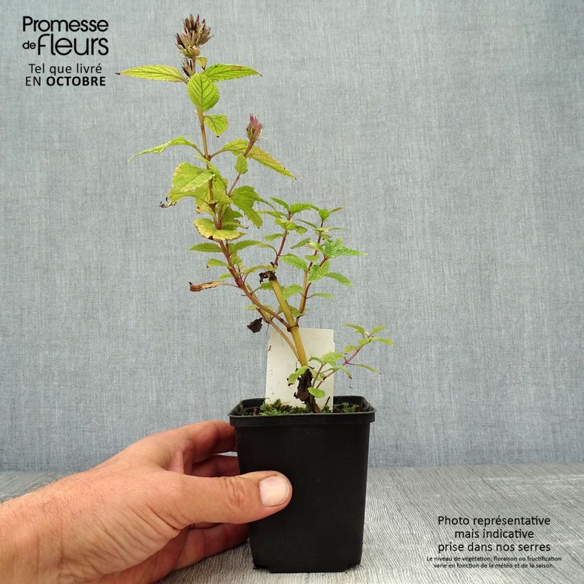 Spécimen de Nepeta subsessilis Sweet Dreams - Chataire subsessile rose Godet de 8/9 cm tel que livré en automne